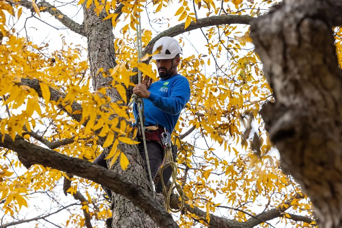 Skilled Tree Planing crew working in Oak Hill